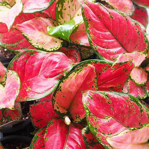 観葉植物アグラオネマの鉢植え